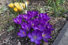 PIERWSZY DZIEŃ ASTRONOMICZNEJ WIOSNY 20.03.2026